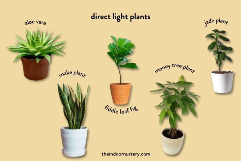 Indoor Plant Lighting Guide Where To Put Your Plants