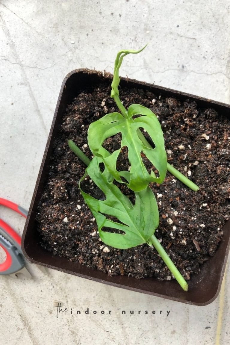 How To Propagate Swiss Cheese Plant The Indoor Nursery