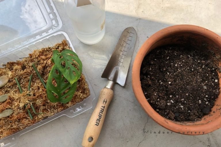 How To Propagate Swiss Cheese Plant The Indoor Nursery