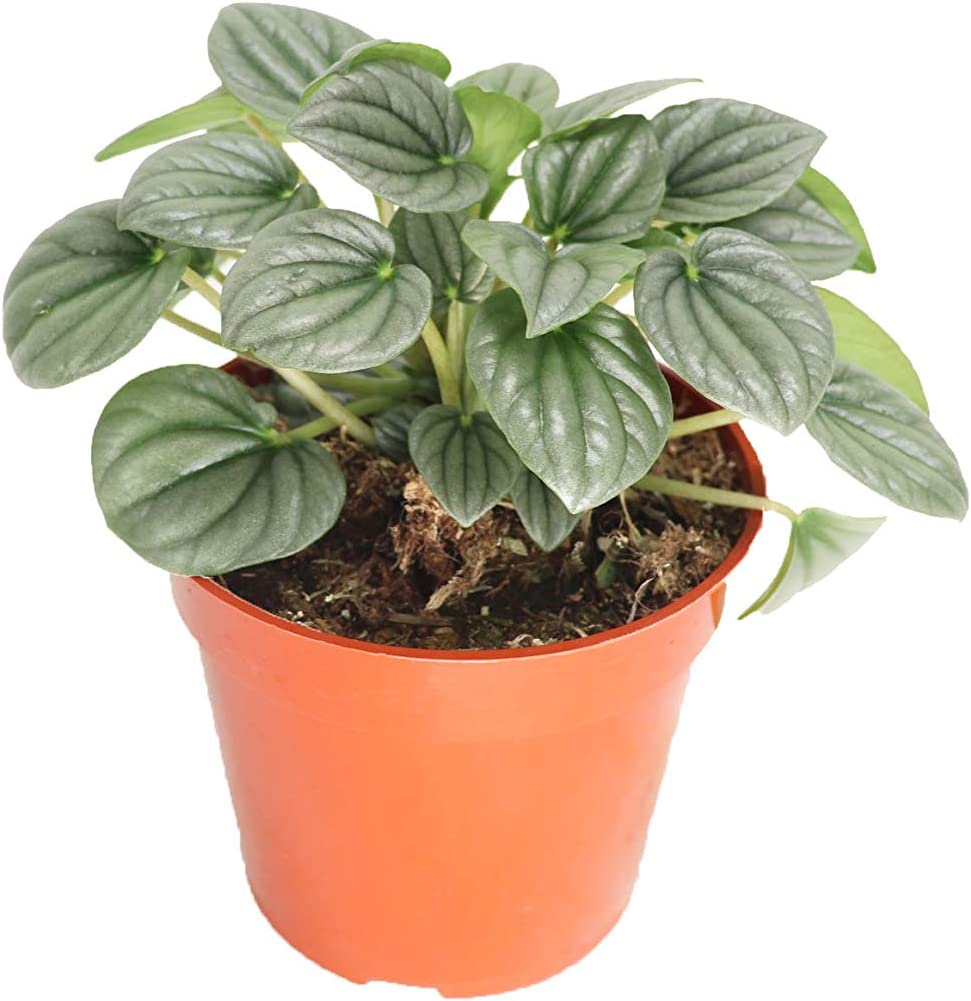 peperomia plant care how to keep them happy