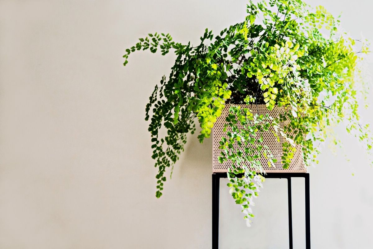 maidenhair fern care: how to keep them happy