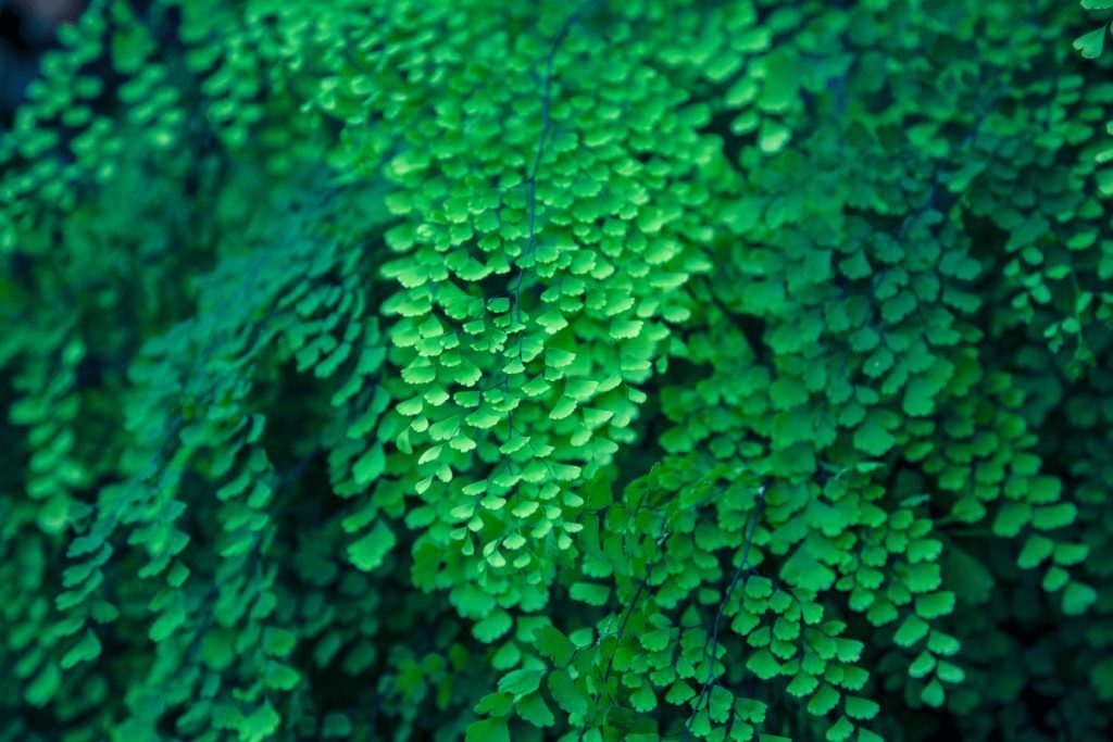 maidenhair fern