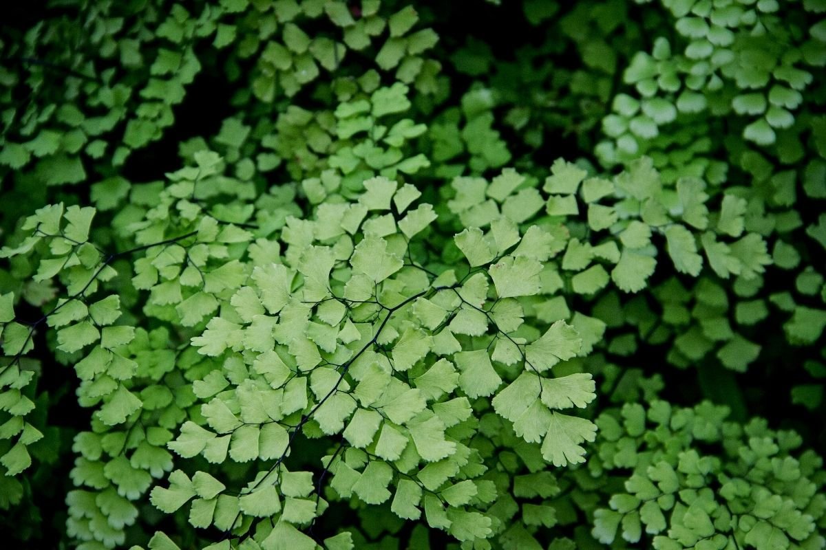 Delta Maidenhair Fern | vlr.eng.br