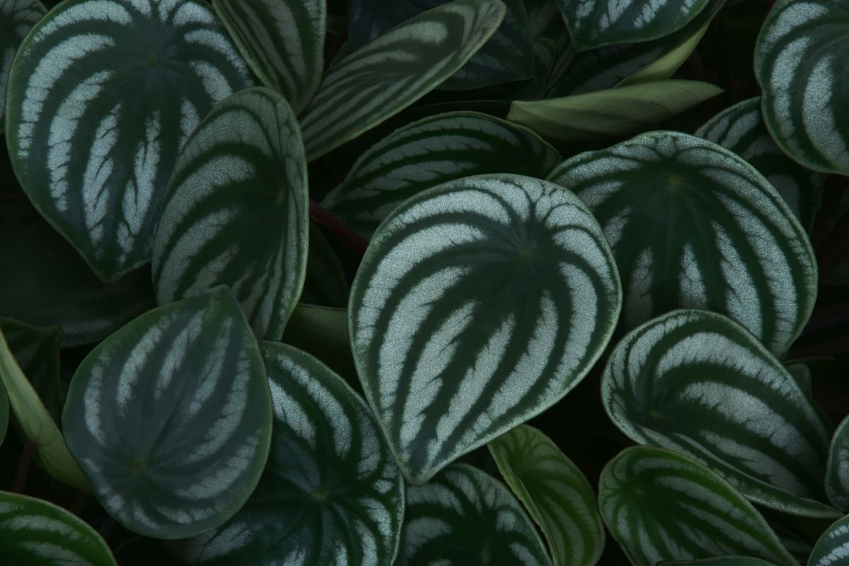 peperomia plant care: how to keep them happy