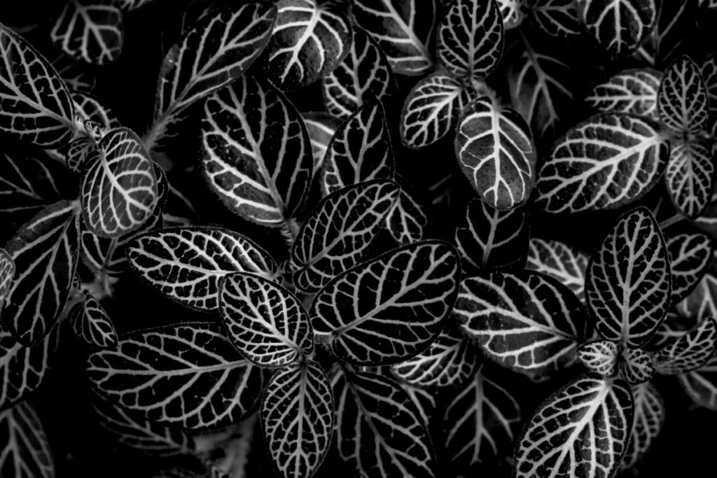 peperomia black leaves