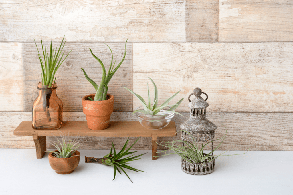 air plant indoor plant care