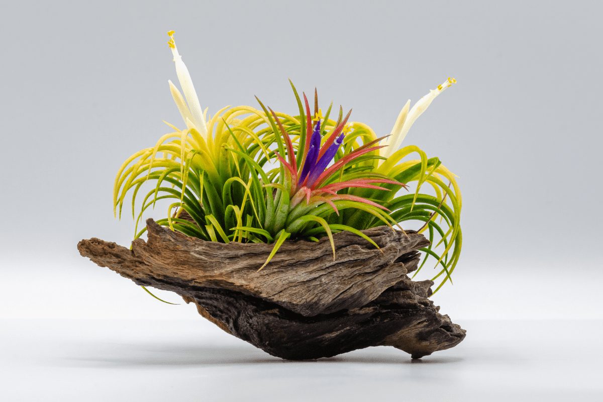 tillandsia plant care: how to keep them happy