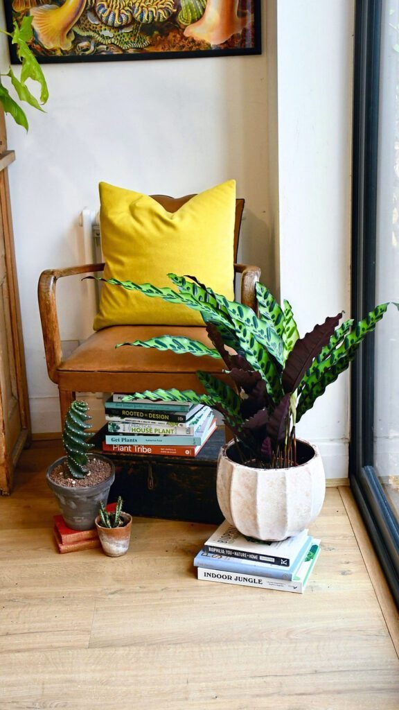 calathea lancifolia style in home with wooden chair and yellow pillow 