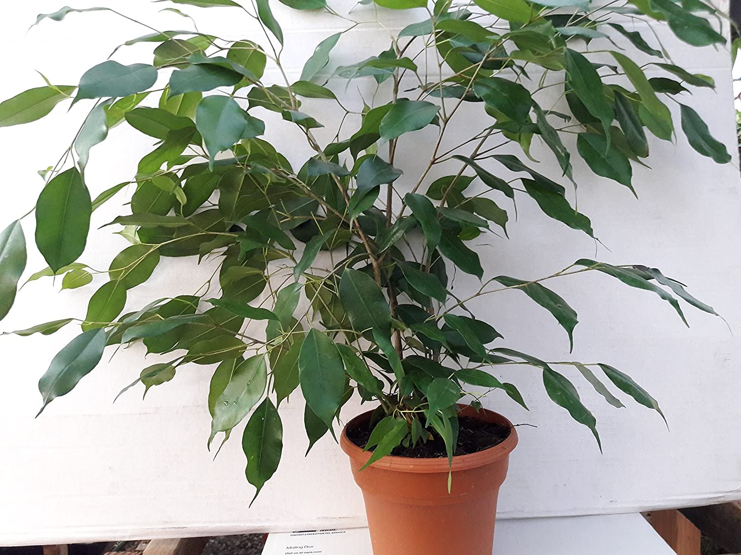 Ficus Benjamina How To Keep Them Happy