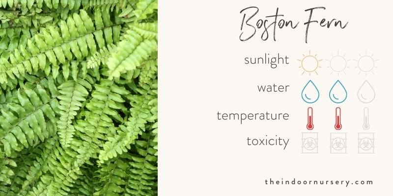 boston fern care