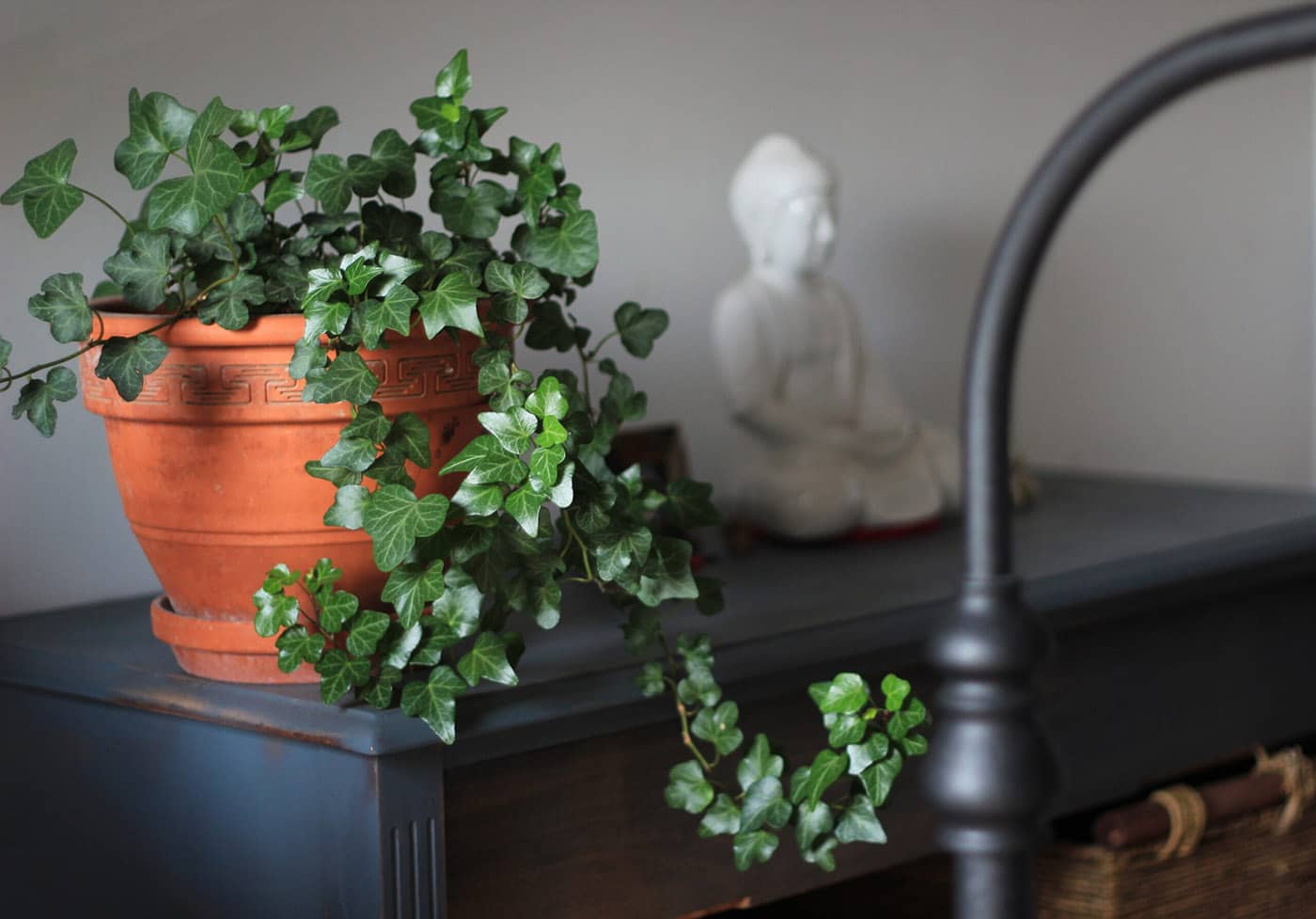 english ivy plant care: how to keep them happy