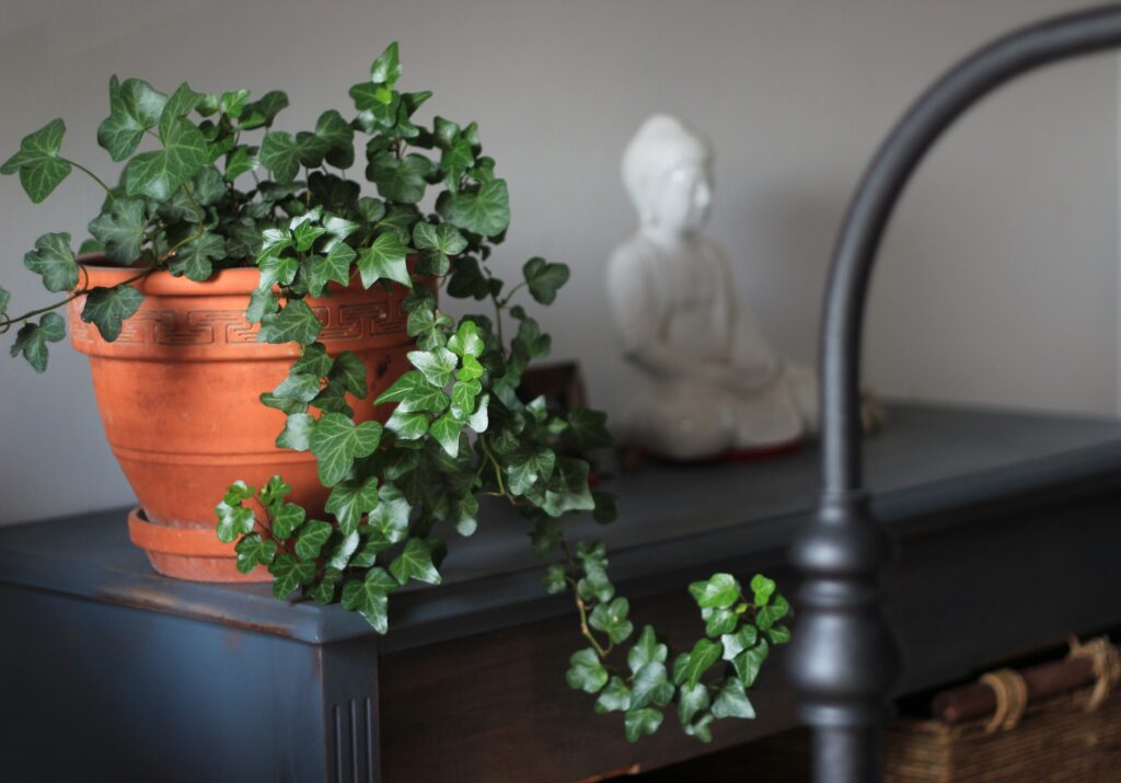 potted english ivy on bedside table