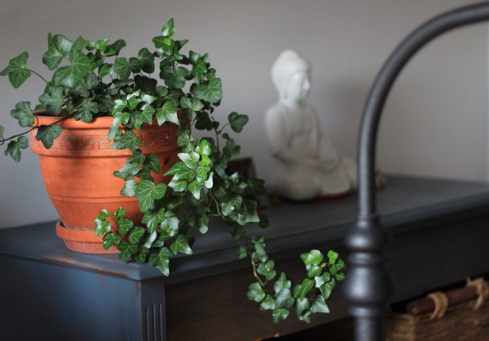 english ivy plant care how to keep them happy