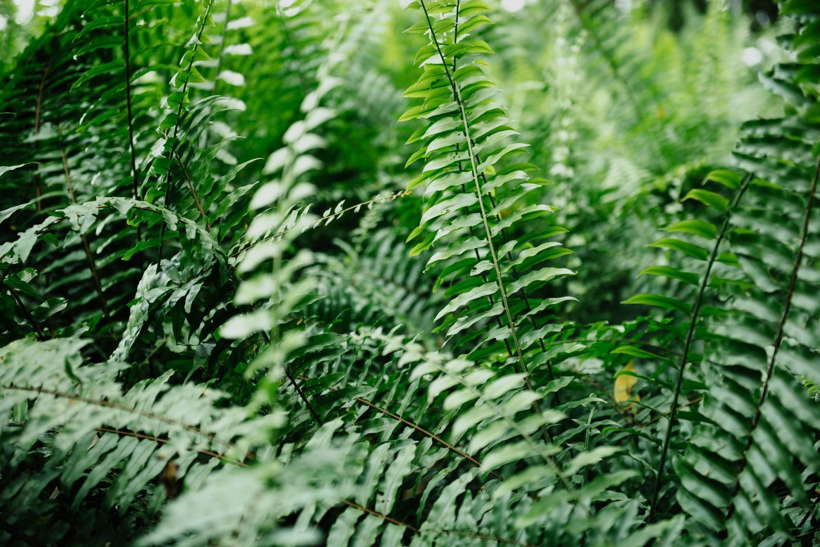 Boston Fern plant