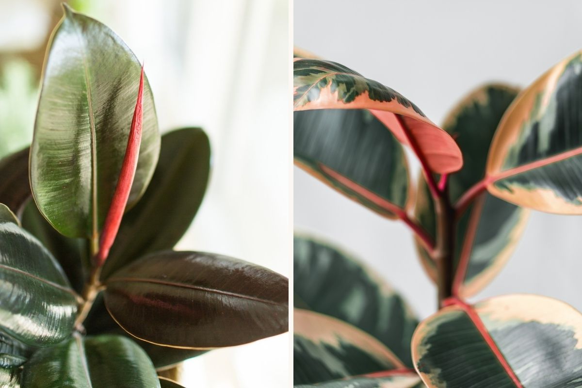 rubber plant care how to keep them happy