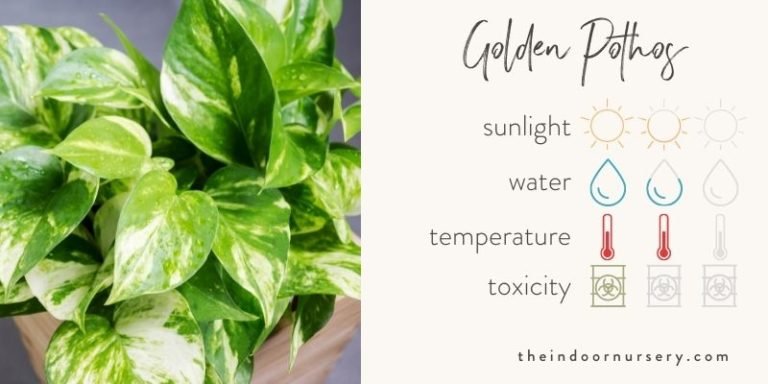 Golden pothos care: how to keep them happy