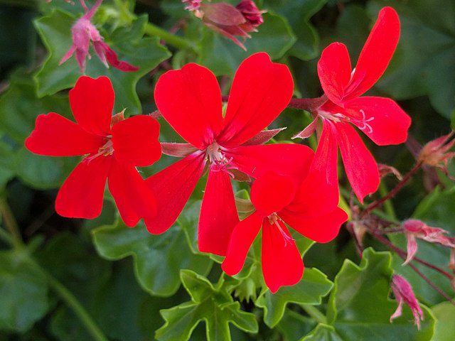 red pelargonium flowering