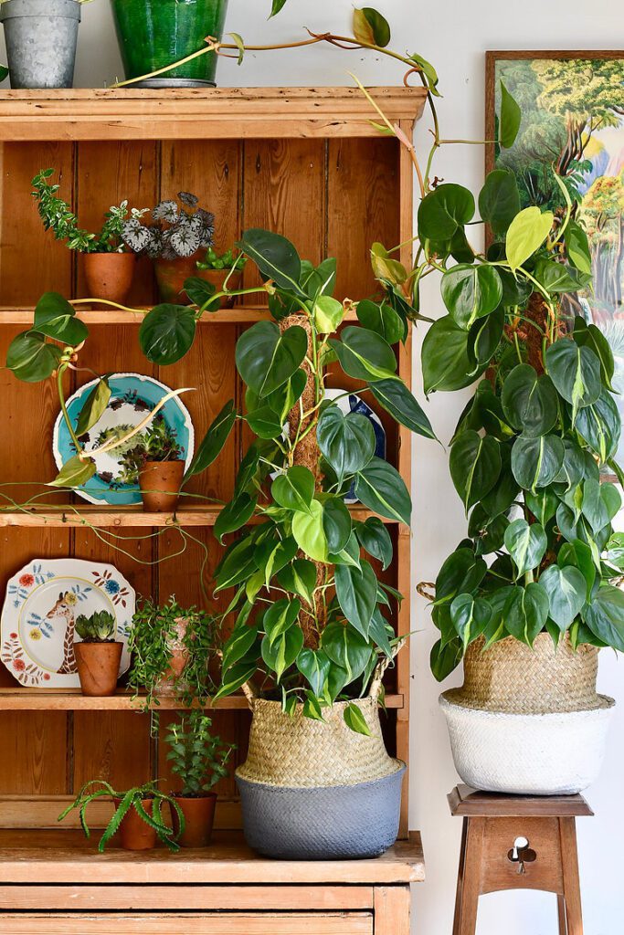 two large philodendron brasil plants growing in baskets