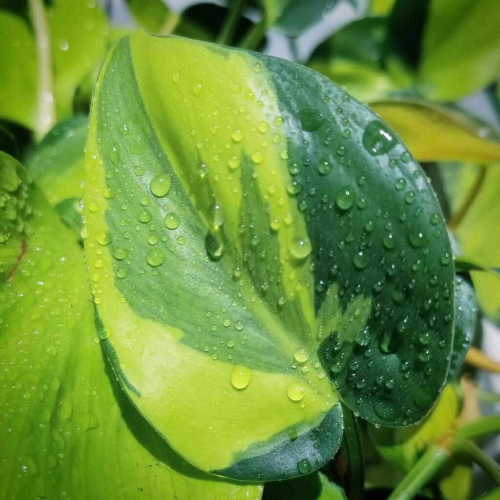 beautiful yellow, green variegation patterns on a philodendron brasil leaf