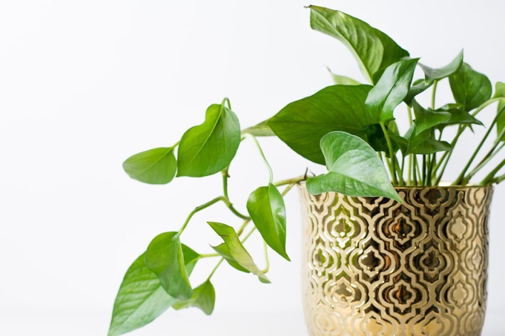 golden pothos in a golden pot