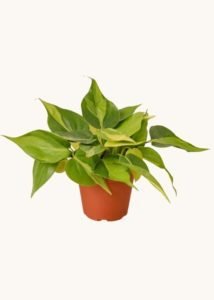 philodendron brasil