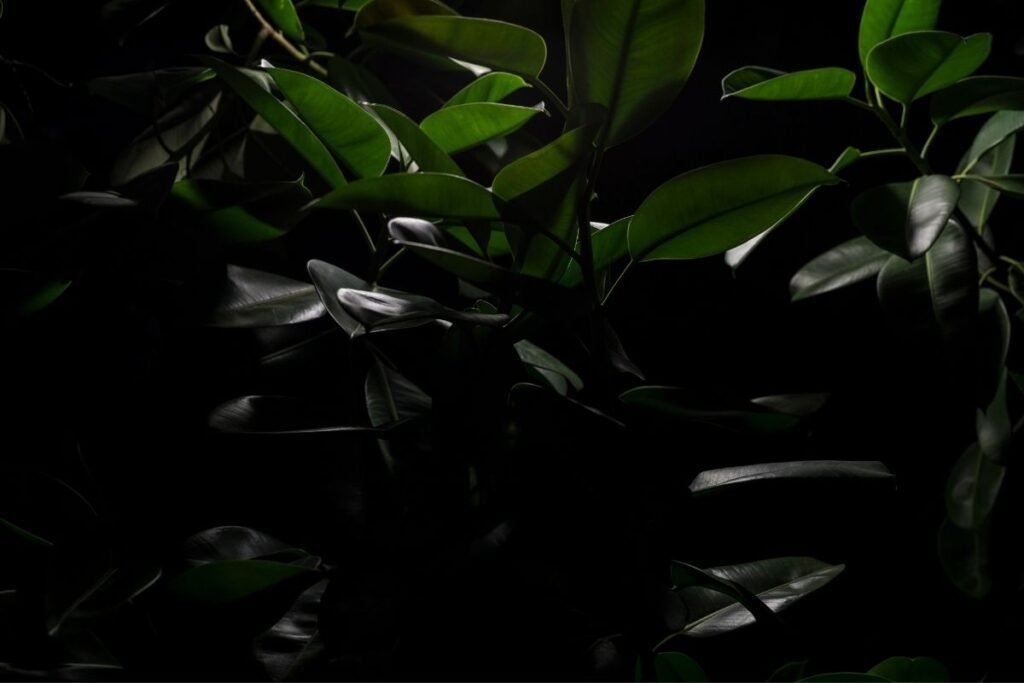 why do plants droop at night? the science behind plant sleep