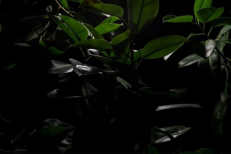 Why do plants droop at night? The science behind plant sleep