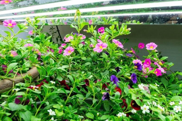 Why do plants droop at night? The science behind plant sleep