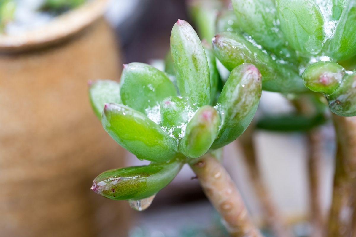 10 plants that can go outside in the rain (+growing tips)