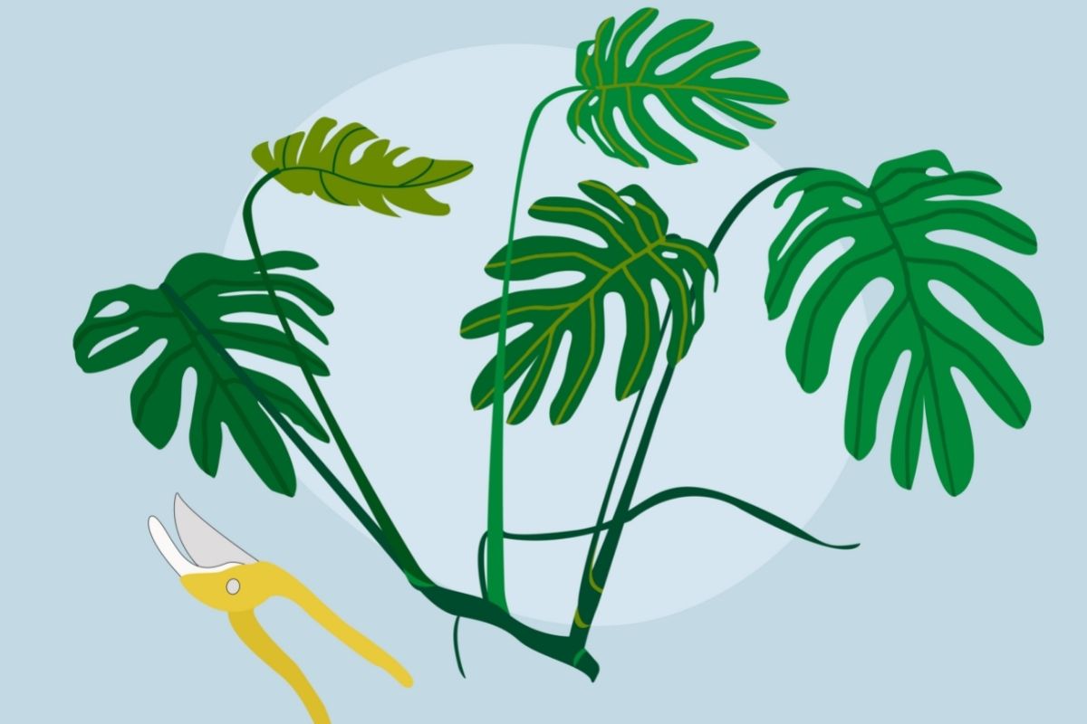 how to propagate a split-leaf philodendron: easy step by step guide