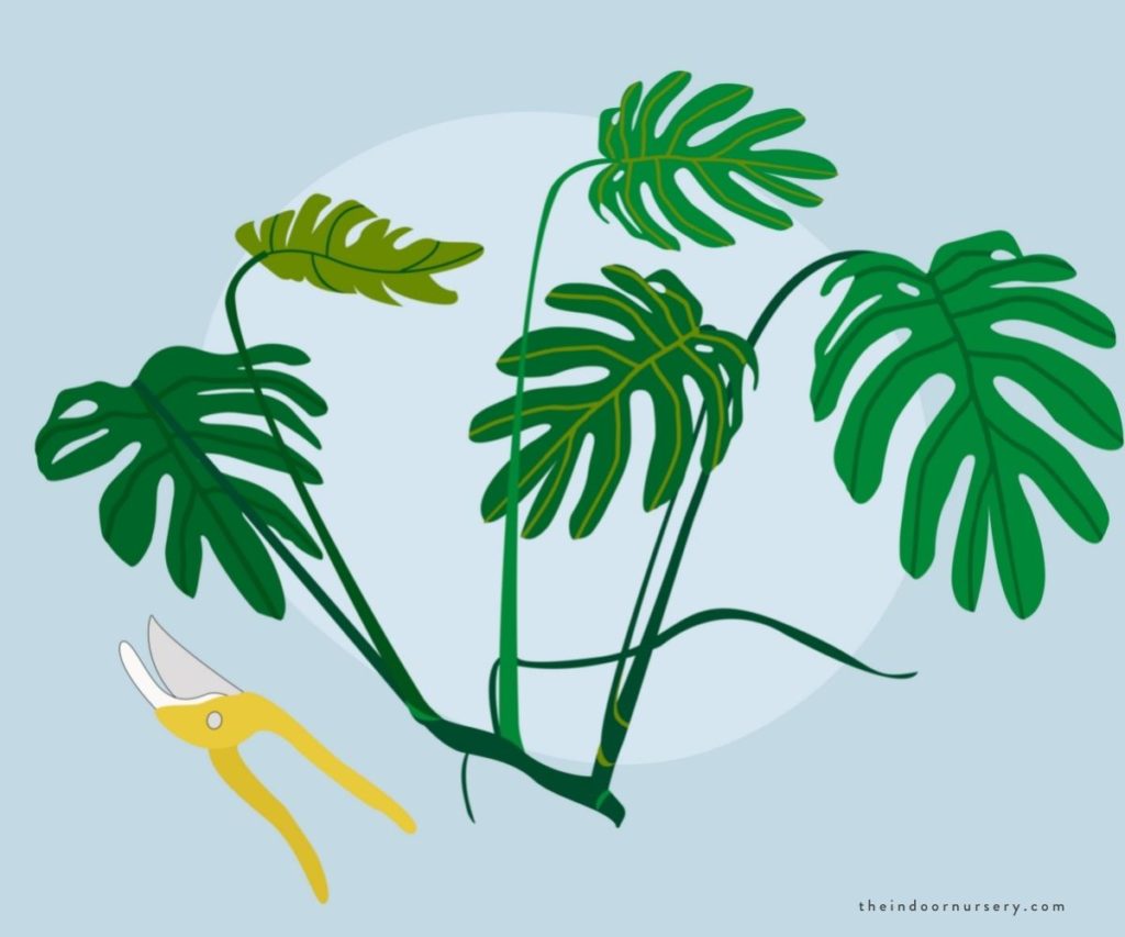 A drawing of propagating a split leaf philodendron with scissors