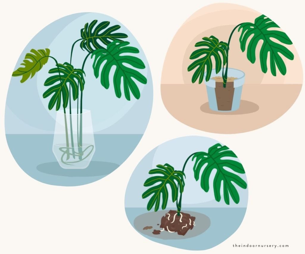 Three images on how to propagate a split leaf philodendron