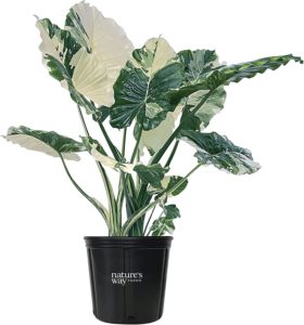 Nature’s Way Farms®, Alocasia Dawn, Variegated, Live Plant, Rare Plant Collection