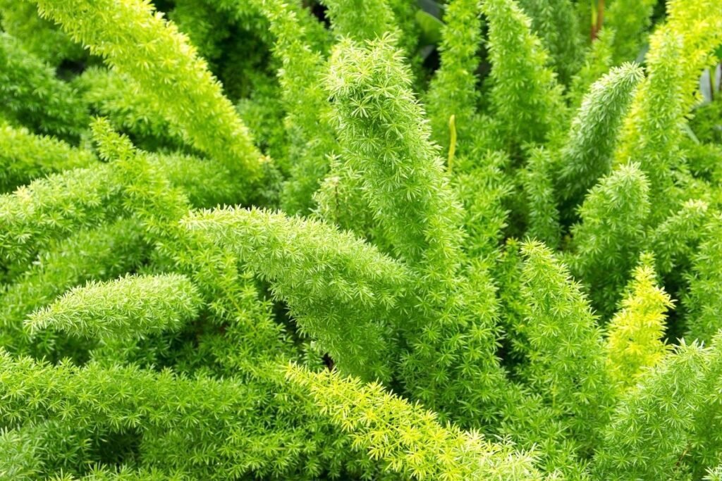 asparagus fern