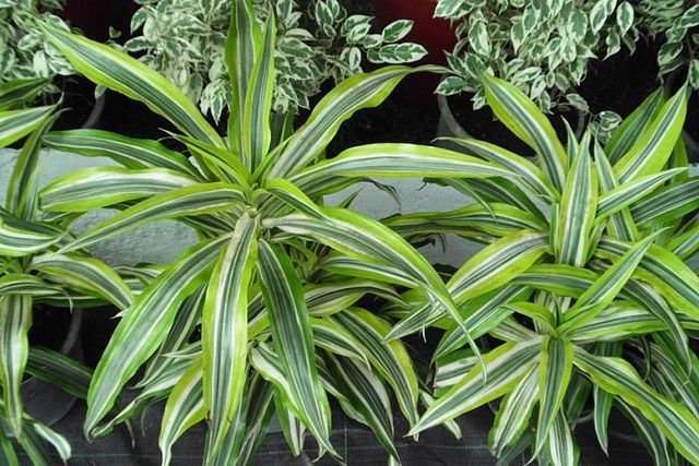 dracaena types: dracaena deremensis 