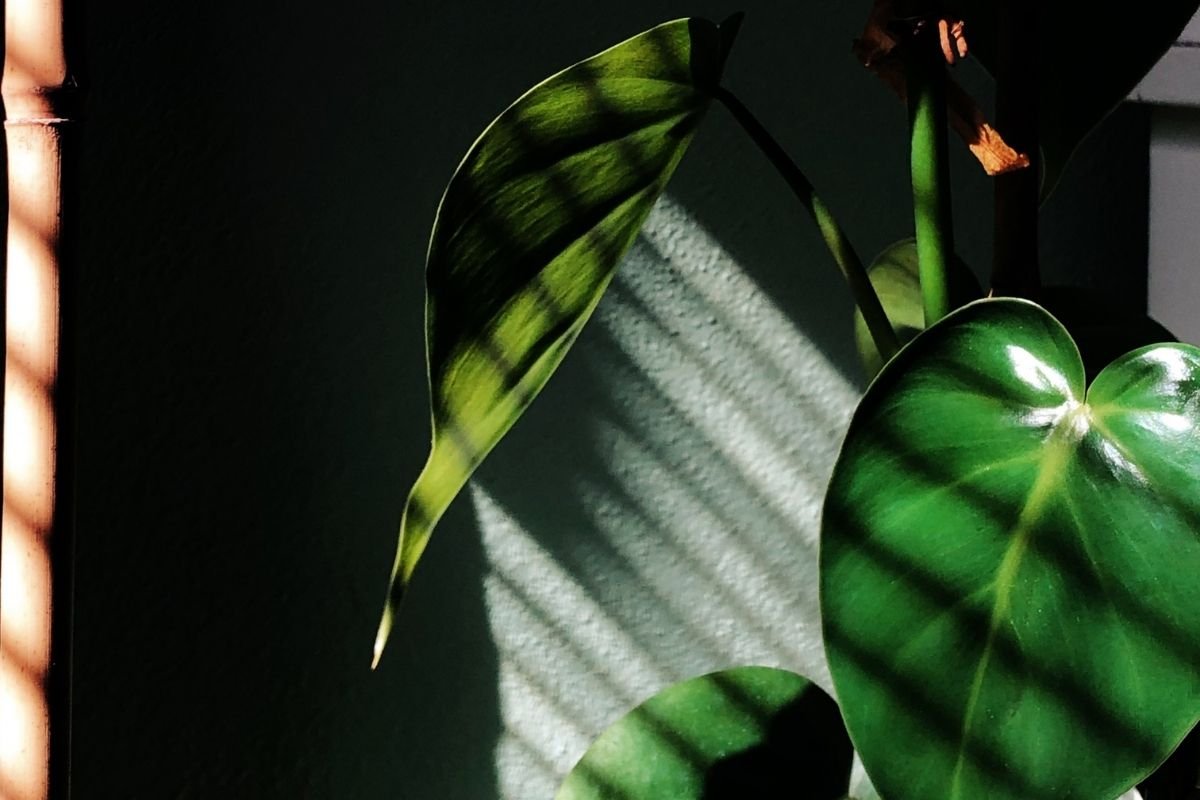 10 best grow lights for indoor plants (that'll promote fast growth