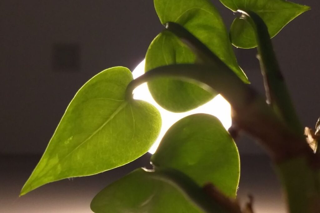 grow lights for houseplants