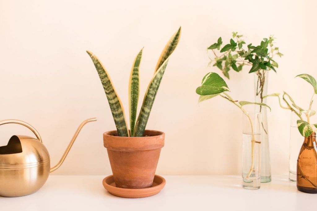 Here's how often to water a snake plant