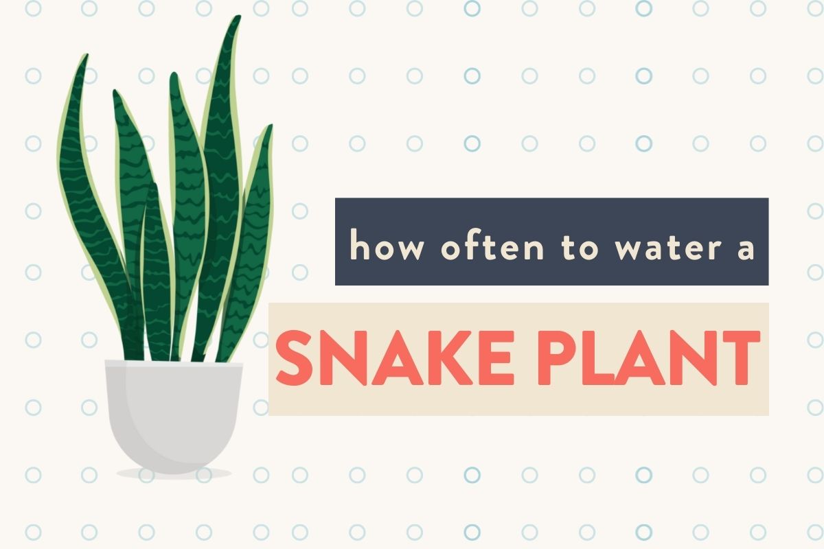 Here’s how often to water a snake plant