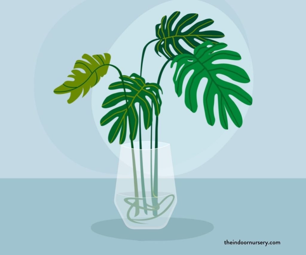 how to propagate a split leaf philodendron