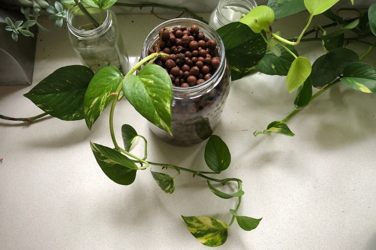how to use leca for plants: step-by-step guide with pictures - The Indoor  Nursery