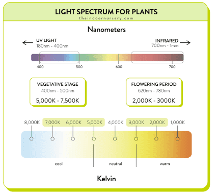 Understanding weed light cycles: Get most from your harvest