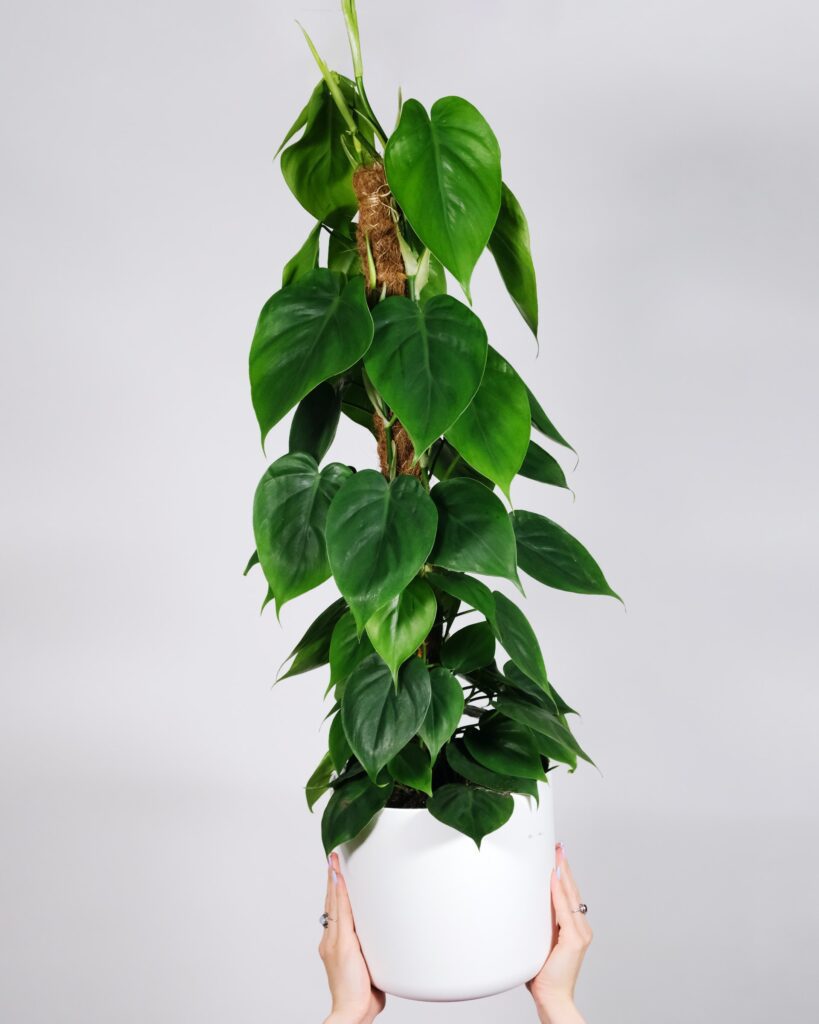 Philodendron with moss stick