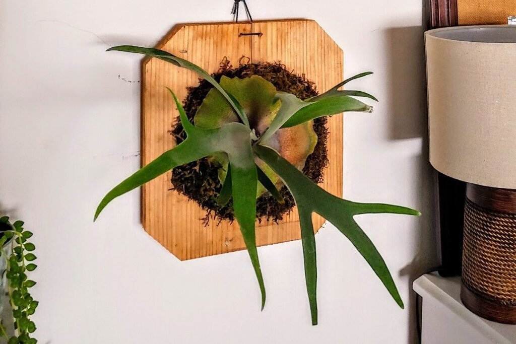 staghorn fern indoors