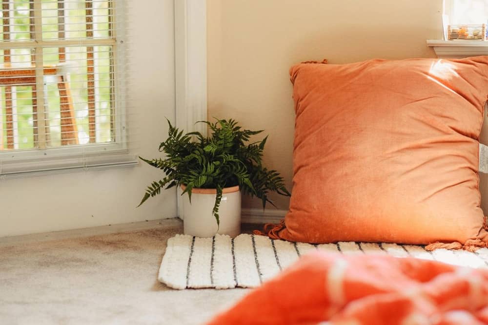 22 types of fern plants that will love the indoors