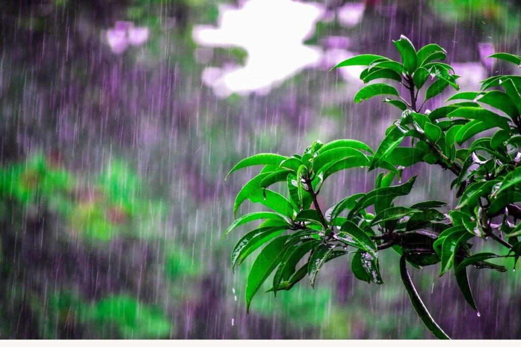 is rain water better for plants