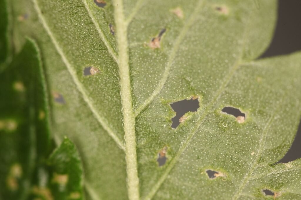 tiny bugs on plants