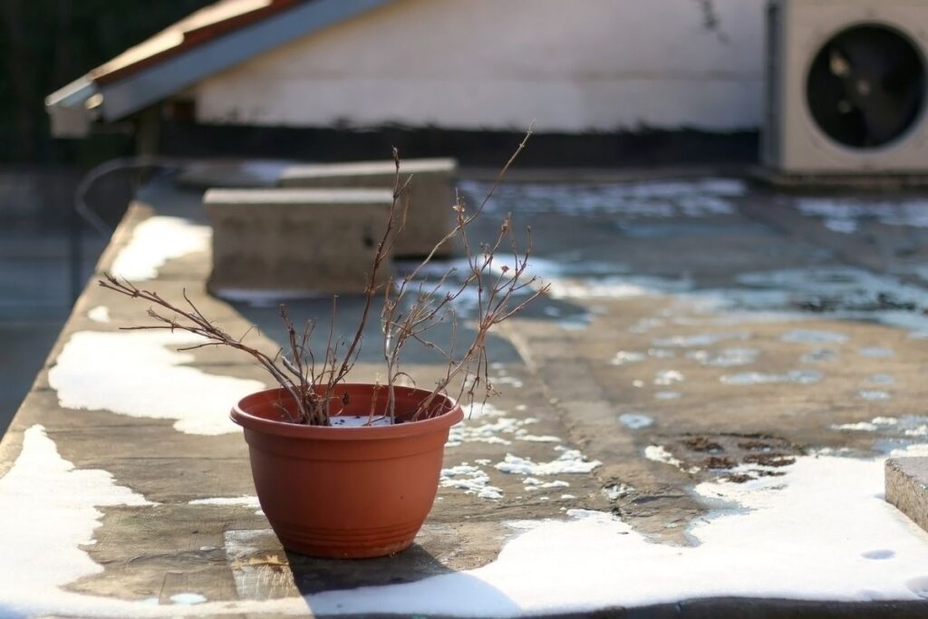 is melted snow good for plants