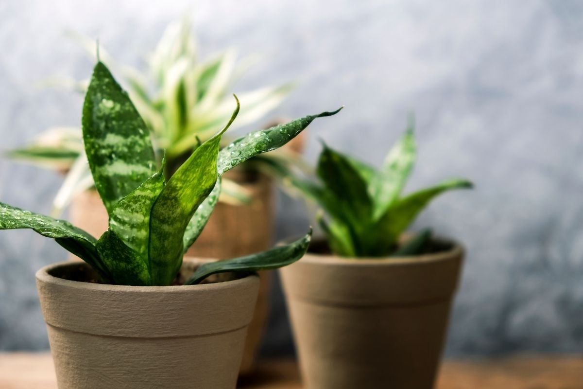 Snake plant can go outside in the rain