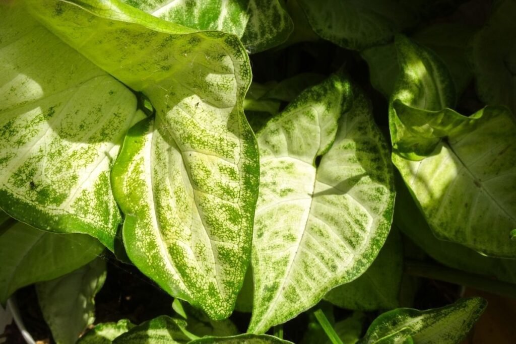 syngonium watering